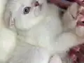 Safkan top kafa kızımız