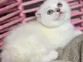 Safkan top kafa kızımız