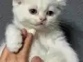 Yüksek kalitede mavimiz