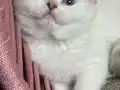 Kar beyazı maviş kızımız