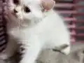 Kar beyazı maviş kızımız