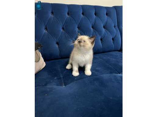 British çikolata point