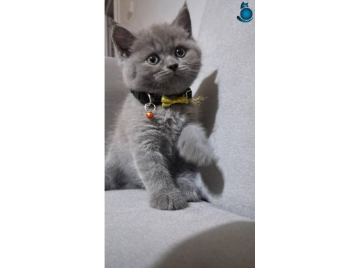 Top kafa yavrularımız 