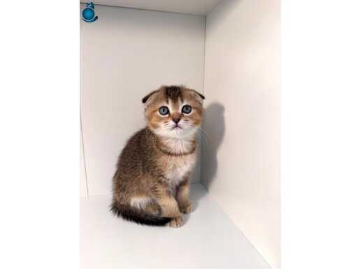  Skutish Golden taby yavrularımız 