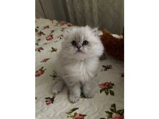 Başakşehir’de Eğitimli ve Maskeli British Longhair Yavrusu