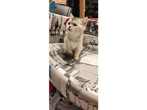 Dişi yavrularımız 