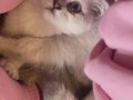 İlk gelen alır 