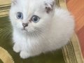 İlk gelen alır 
