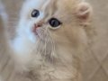 Eşsiz renk tonu ile longhair yavrumuz 