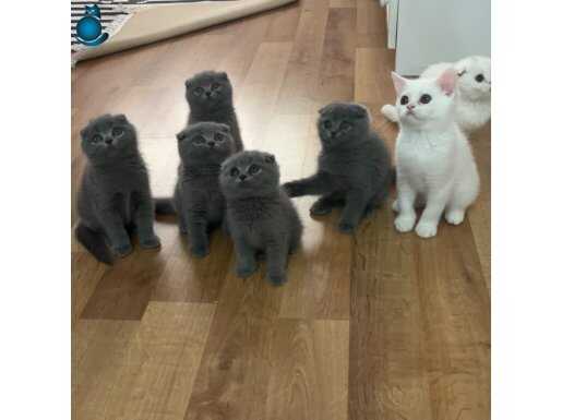 Minikler sizi bekliyor 