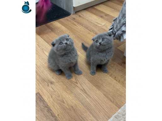 Minikler 