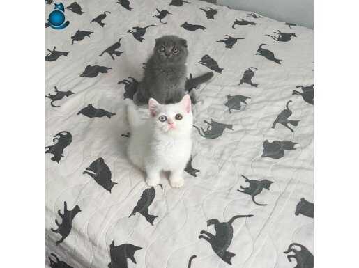 Minik Şekerler 