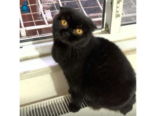 Yetişkin dişi kedilerim 