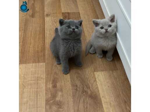 Sıcacık Yuva Arayan Lilac ve Gri British Yavrular