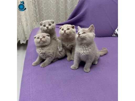 Lilak renk minikler 