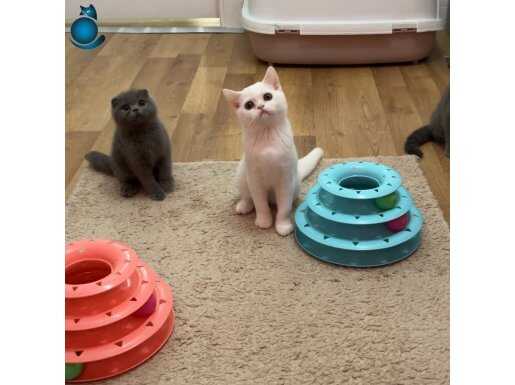 Beyaz British Shorthair