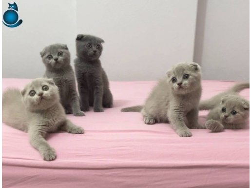 Minikler nadir gri ve lilac renklerinde