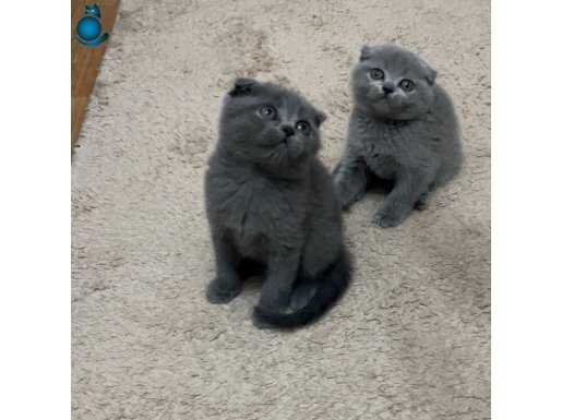 Kadifemsi Gri Kürklü Minikler 