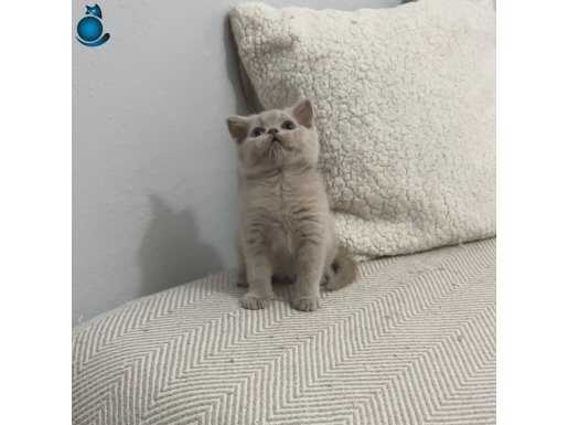 Lilak renk minik kız 