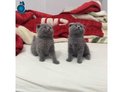 Minikler 