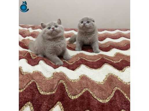 Lilak renk dişi yavrular 