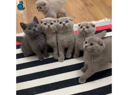 Top kafa erkek yavrular 