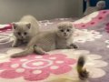 Lilak Renk Fold Bebekler 