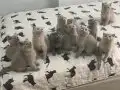 Uygun yavrular 