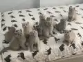 Uygun yavrular 