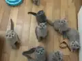 Uygun yavrular 