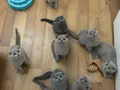 Minikler teslime hazır