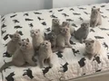 Minikler teslime hazır