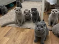 Minikler teslime hazırlar 