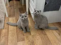 Minikler teslime hazırlar 