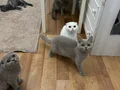Minikler teslime hazırlar 