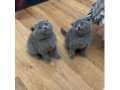 Minikler 
