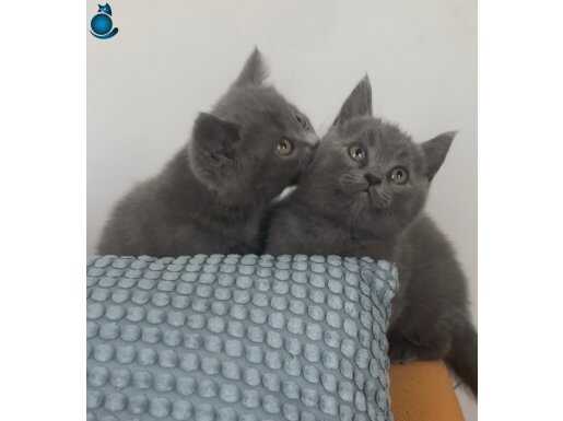 Mırıl mırıl gri yavru SICACIK BİR YUVA ARIYOR