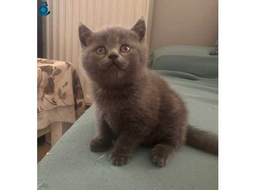 2 Aylık Safkan Gri British Shorthair Yavrular