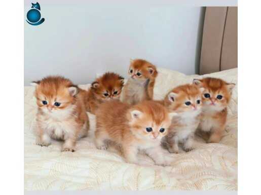 İzmir Menemen de British Kürklü şekerler