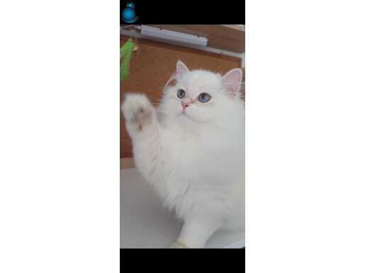 Safkan British Longhair Golden point Yavrular 