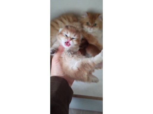 İzmir Karşıyaka Ny 11 British Shorthair ve Longhair Kürklü Şekerler