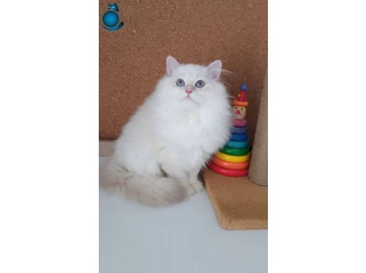 Pamuk gibi beyaz tüylü Safkan Goldenpoint uyguna