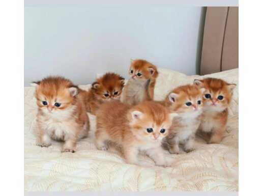 İzmir Karşıyakada Şampiyon Kan British Longhair Altın Kürklü Yavrular