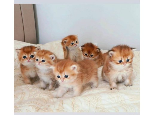 Annesinin Turuncu Bebişleri