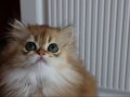 ŞAMPİYON ANNENİN SAFKAN TURUNCU BEBİŞLERİ