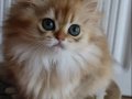ŞAMPİYON ANNENİN SAFKAN TURUNCU BEBİŞLERİ