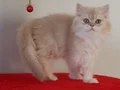 KREM PONÇİK DİŞİ YAVRUMUZ