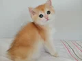 ŞAMPİYON ANNENİN GOLDEN YAVRULARI