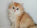 ŞAMPİYON ANNENİN GOLDEN YAVRULARI