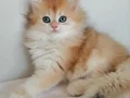ŞAMPİYON ANNENİN GOLDEN YAVRULARI
